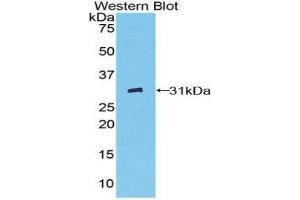 Western Blotting (WB) image for anti-Fc gamma RII (CD32) (AA 47-285) antibody (ABIN1858837)