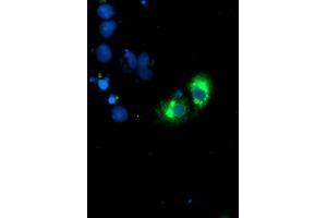 Anti-GOLM1 mouse monoclonal antibody (ABIN2455431) immunofluorescent staining of COS7 cells transiently transfected by pCMV6-ENTRY GOLM1 (RC200086). (GOLM1 Antikörper)