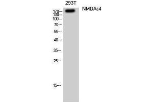 Western Blotting (WB) image for anti-Glutamate Receptor, Ionotropic, N-Methyl D-Aspartate 2D (GRIN2D) (Internal Region) antibody (ABIN3176373) (GRIN2D Antikörper  (Internal Region))