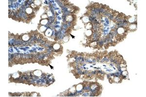 CHRNA1 antibody was used for immunohistochemistry at a concentration of 4-8 ug/ml to stain Epithelial cells of intestinal villus (arrows) in Human Intestine. (CHRNA1 Antikörper  (C-Term))