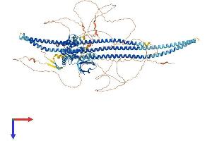 SLK Protein (AA 1-1233) (His tag)