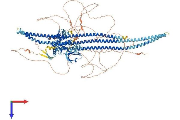 SLK Protein (AA 1-1233) (His tag)