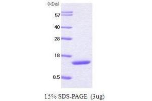 Figure annotation denotes ug of protein loaded and % gel used. (Colony Stimulating Factor 2 (Granulocyte-Macrophage) (CSF2) (AA 18-141) Peptid)