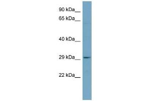 Western Blotting (WB) image for anti-Platelet-Activating Factor Acetylhydrolase 1b, Catalytic Subunit 2 (30kDa) (PAFAH1B2) (N-Term) antibody (ABIN631780)