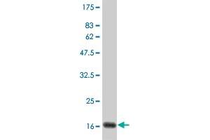 Western Blot detection against Immunogen (19. (IFNA2 Antikörper  (AA 24-188))