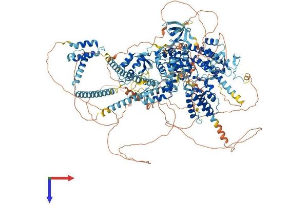 BAZ1B Protein (AA 1-1483) (His tag)