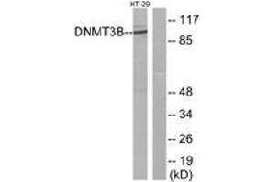 Western blot analysis of extracts from HT-29 cells, using DNMT3B Antibody. (DNMT3B Antikörper  (AA 1-50))