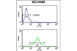 Flow cytometry analysis of NCI-H460 cells (bottom histogram) compared to a negative control cell (top histogram). (FPR3 Antikörper  (AA 307-333))