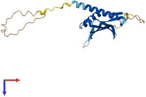 DDIT4L Protein (AA 1-193) (His tag)