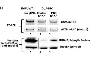 Western Blotting Analysis Source: PMID36764303 (IDUA Antikörper)
