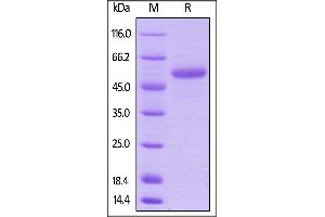 Biotinylated Human CD40 Ligand, Avitag,Fc Tag on  under reducing (R) condition.