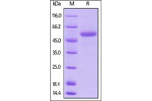 Biotinylated Human CD40 Ligand, Avitag,Fc Tag on  under reducing (R) condition.