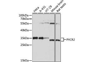 Western blot analysis of extracts of various cell lines, using PYCR2 antibody (ABIN7269766) at 1:1000 dilution. (PYCR2 Antikörper  (AA 271-320))