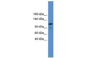 Western Blotting (WB) image for anti-Nuclear Factor of Activated T-Cells, Cytoplasmic, Calcineurin-Dependent 1 (NFATC1) (C-Term) antibody (ABIN2778552)