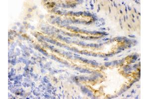 Immunohistochemistry (IHC) image for anti-Catechol-O-Methyltransferase (COMT) (AA 52-271) antibody (ABIN3043815)