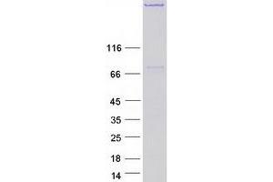 Validation with Western Blot (MAP2 Protein (Transcript Variant 1) (Myc-DYKDDDDK Tag))