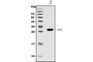 Western blot analysis of Trem2 using anti-Trem2 antibody (ABIN7600398).
