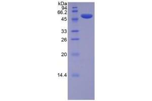 SDS-PAGE analysis of Mouse Lysyl Oxidase Protein. (LOX Protein)