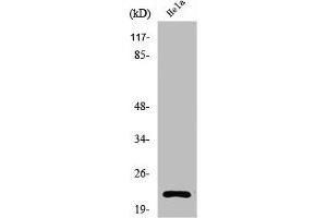 Western Blot analysis of COS7 cells using Ribosomal Protein L17 Polyclonal Antibody (RPL17 Antikörper  (Internal Region))