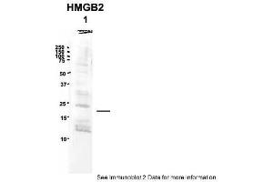 Sample Type: 1. (HMGB2 Antikörper  (Middle Region))