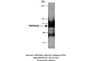 Image no. 1 for anti-Sperm Antigen with Calponin Homology and Coiled-Coil Domains 1 (SPECC1) (AA 200-300) antibody (ABIN363472)