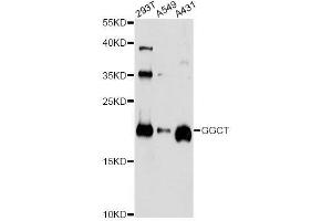 Western blot analysis of extracts of various cell lines, using GGCT antibody. (GGCT Antikörper  (AA 1-188))
