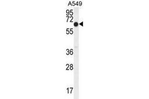 Western blot analysis in A549 cell line lysates (35ug/lane) using ELL  Antibody (C-term). (ELL Antikörper  (C-Term))