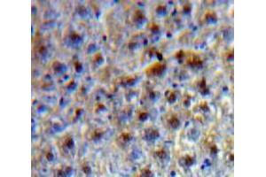 IHC-P analysis of Liver tissue, with DAB staining. (TCF20 Antikörper  (AA 125-213))