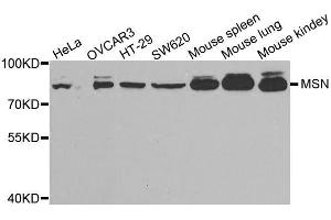 Western blot analysis of extracts of various cell lines, using MSN antibody. (Moesin Antikörper  (AA 1-300))