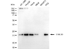 anti-CASP2 and RIPK1 Domain Containing Adaptor with Death Domain (CRADD) antibody