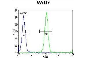ACCN1 Antibody (Center) flow cytometric analysis of WiDr cells (right histogram) compared to a negative control cell (left histogram). (ACCN1 Antikörper  (Middle Region))