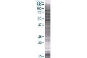 FXR2 transfected lysate. (FXR2 293T Cell Transient Overexpression Lysate(Denatured))