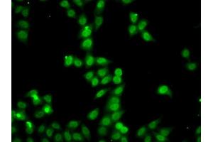 Immunofluorescence analysis of A549 cell using HDGFRP2 antibody.