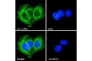 Immunofluorescence (IF) image for anti-c-Fos (c-Fos) (AA 283-295) antibody (ABIN5539622)