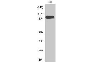 Western Blotting (WB) image for anti-Mitogen-Activated Protein Kinase 6 (MAPK6) (Thr36) antibody (ABIN3175020) (MAPK6 Antikörper  (Thr36))