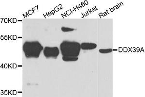 Western blot analysis of extracts of various cells, using DDX39A antibody. (DDX39 Antikörper)