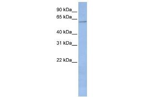 WB Suggested Anti-CYP2C19 Antibody Titration:  0. (CYP2C19 Antikörper  (Middle Region))