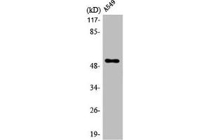 Western Blot analysis of A549 cells using mAChR M4 Polyclonal Antibody (CHRM4 Antikörper  (Internal Region))