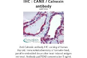 Image no. 3 for anti-Calnexin (CANX) (N-Term) antibody (ABIN1732595) (Calnexin Antikörper  (N-Term))