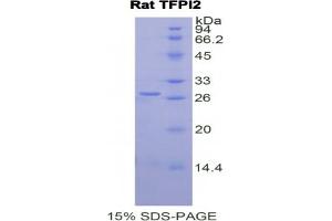 SDS-PAGE analysis of Rat TFPI2 Protein. (TFPI2 Protein)