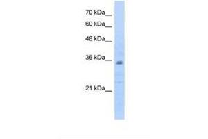 Image no. 1 for anti-Prohibitin 2 (PHB2) (C-Term) antibody (ABIN6738446) (Prohibitin 2 Antikörper  (C-Term))