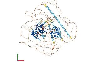 AlphaFold protein structure predicition of Mouse Recombinant Camsap2 Protein, UniprotID Q8C1B1