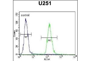 ZN Antibody (N-term) (ABIN654806 and ABIN2844480) flow cytometric analysis of  cells (right histogram) compared to a negative control cell (left histogram). (ZNF536 Antikörper  (N-Term))