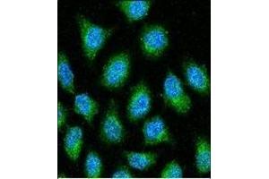 GDH Antibody (N-term) 7873a confocal immunofluorescent analysis with Hela cell. (GAPDH Antikörper  (N-Term))