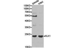 Western Blotting (WB) image for anti-Kallikrein 1 (KLK1) antibody (ABIN1873437) (Kallikrein 1 Antikörper)