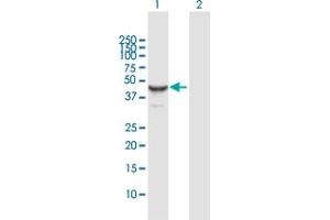 Western Blot analysis of ORC4L expression in transfected 293T cell line by ORC4L MaxPab polyclonal antibody. (ORC4 Antikörper  (AA 1-436))