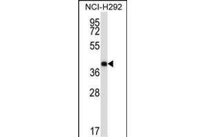 SYT2 Antibody (Center) (ABIN657693 and ABIN2846684) western blot analysis in NCI- cell line lysates (35 μg/lane). (SYT2 Antikörper  (AA 243-272))