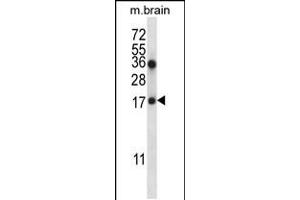Western blot analysis in mouse brain tissue lysates (35ug/lane). (COPZ1 Antikörper  (N-Term))