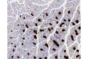 Immunohistochemistry analysis of paraffin-embedded Mouse muscle using MYL2 Polyclonal Antibody at dilution of 1:300. (MYL2 Antikörper)