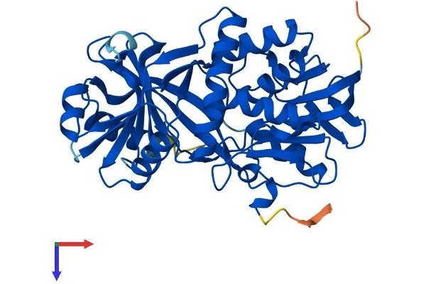 PIPOX Protein (AA 1-390) (His tag)